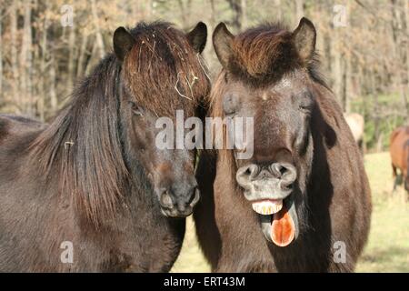 Cavallo islandese ritratto Foto Stock