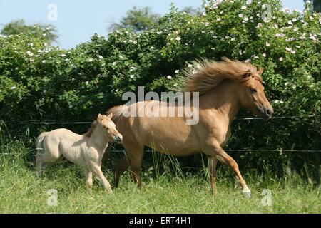 Cavallo islandese mare con puledro Foto Stock