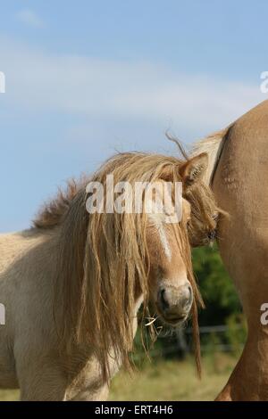 Cavallo islandese puledro Foto Stock