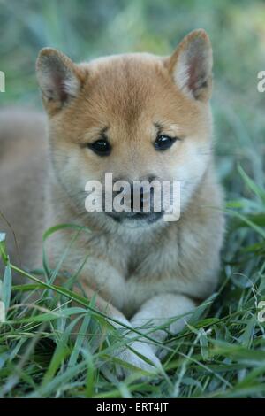 Cucciolo di Shiba Inu Foto Stock