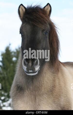 Islandese cavallo ritratto Foto Stock