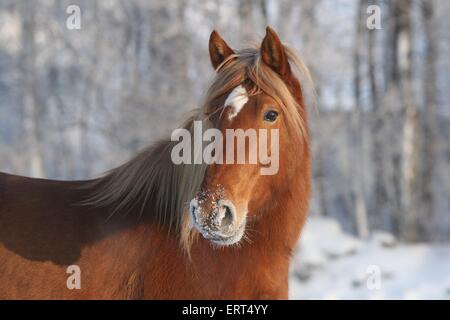 Ritratto del cavallo Foto Stock