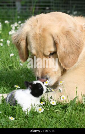 cane con coniglio Foto Stock