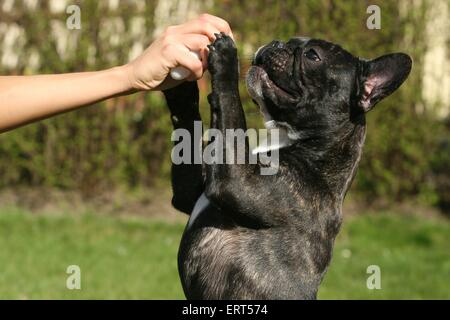 Bulldog francese Foto Stock