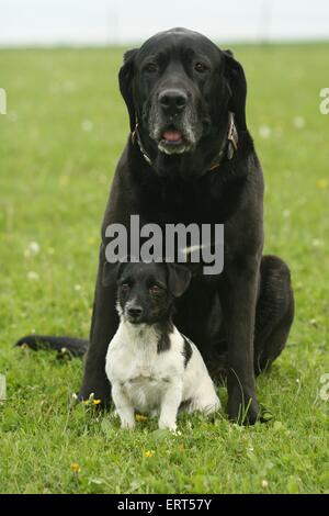 Jack Russell Terrier e Mongrel Foto Stock