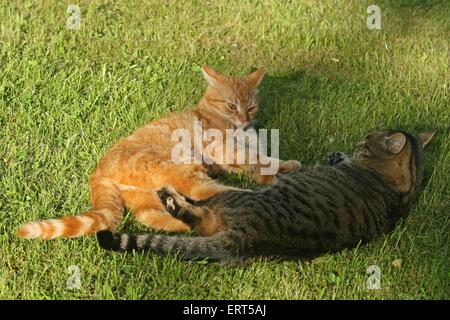 gatti domestici Foto Stock