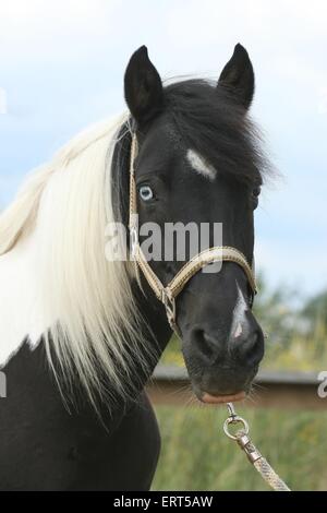 lewitzer cavallo Foto Stock