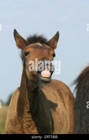 Puledro di Paso Fino Foto Stock