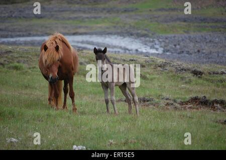 Cavalli islandesi Foto Stock