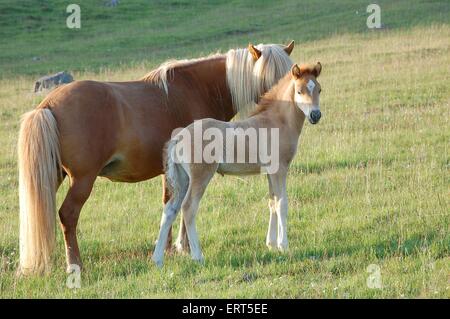 Cavalli islandesi Foto Stock