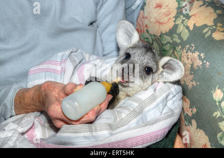 Un caregiver alimentare un salvato Wallaroo comune joey, Macropod robustus. Foto Stock