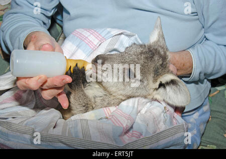 Un caregiver alimentare un salvato Wallaroo comune joey, Macropus robustus. Foto Stock