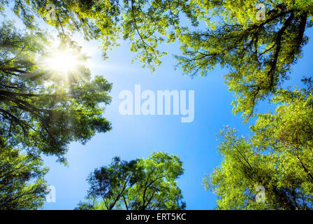 Il baldacchino di alberi di alto fusto che incornicia un cielo blu chiaro, con il sole che splende attraverso Foto Stock