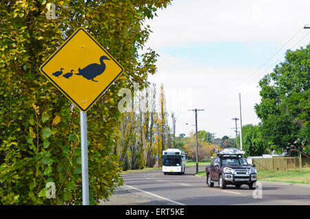 Anatre attraversando cartello stradale adiacente al fiume Peel Tamworth Australia Foto Stock