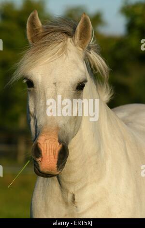 Ritratto del Cavallino Foto Stock