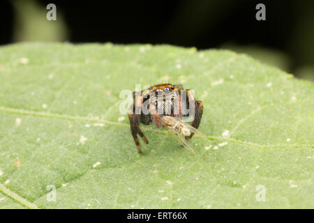 Una jumping spider (Famiglia Salticidae) fotografato in Kaeng Krachan National Park, Thailandia. Foto Stock