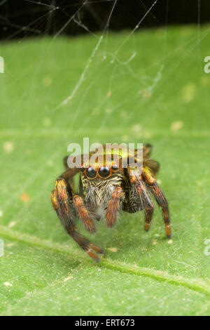 Una jumping spider (Famiglia Salticidae) fotografato in Kaeng Krachan National Park, Thailandia. Foto Stock