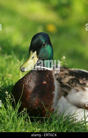 Germano reale Foto Stock