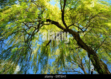 Il worm-eye view di un fresco verde salice piangente con molla chiaro cielo blu in background Foto Stock