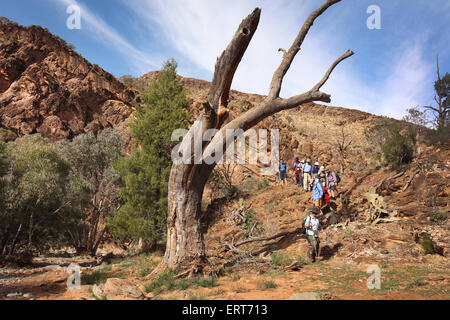 Bushwalkers a Blinman piscine. Flinders Ranges, Sud Australia. Foto Stock