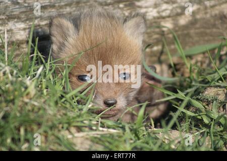 cub della volpe rossa Foto Stock