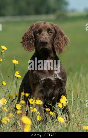 Tedesco puntatore Longhaired Foto Stock