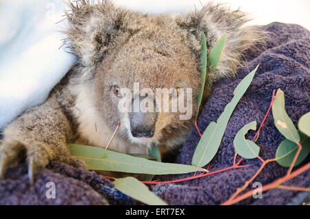 Una giovane femmina soccorse koala per mangiare le foglie di gomma. Phasocolarctus cinerus Foto Stock