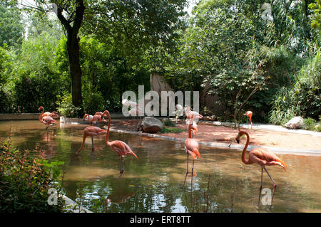 Fenicotteri rosa. Lo Zoo di Shanghai è il principale il giardino zoologico nel distretto di Changning nella città cinese di Shanghai. Dopo una mezza centur Foto Stock
