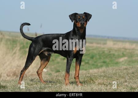 In piedi Pinscher Tedesco Foto Stock