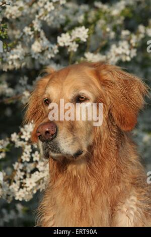 Il Golden Retriever ritratto Foto Stock