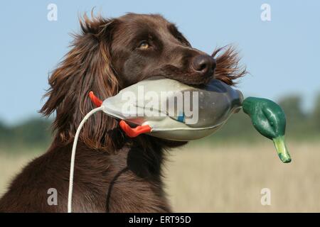 Tedesco puntatore Longhaired Foto Stock