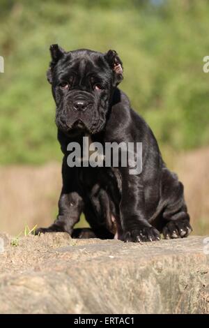 Mastino Napoletano cucciolo di cane Foto Stock