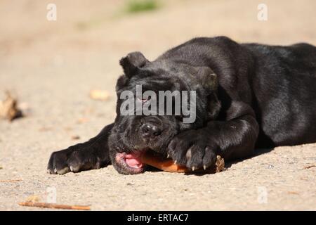 Mastino Napoletano cucciolo di cane Foto Stock