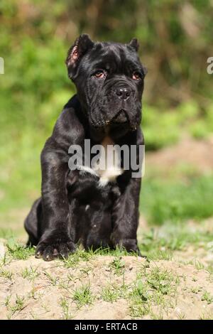 Mastino Napoletano cucciolo di cane Foto Stock