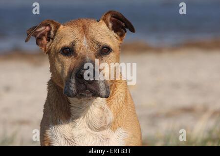 American Staffordshire Terrier ritratto Foto Stock