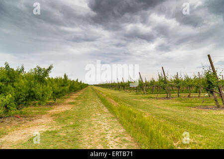 Peschi righe e vigneti in campi coltivati durante la primavera in campagna italiana Foto Stock