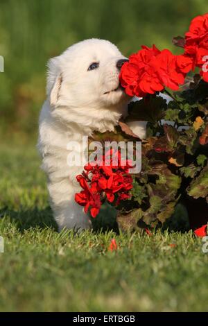 Pastore Svizzero bianco cucciolo Foto Stock