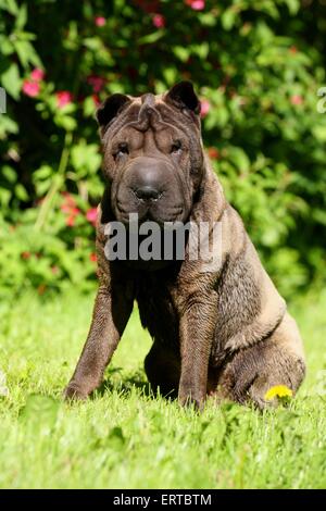 Udienza Shar Pei Foto Stock