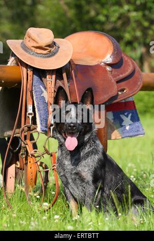 Udienza Miniature pinscher Foto Stock
