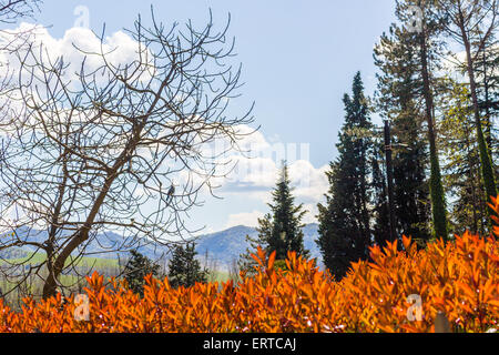 Photinia red robin siepe e conifere con le colline sullo sfondo Foto Stock