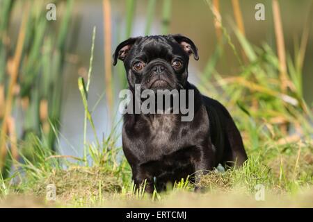 Pug Foto Stock