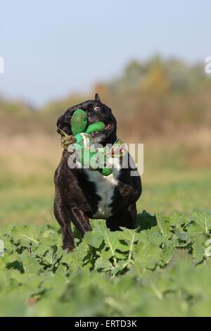 Riproduzione di bulldog francese Foto Stock