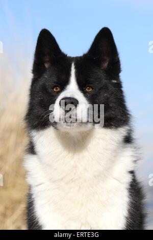 Karelian Bear Dog ritratto Foto Stock