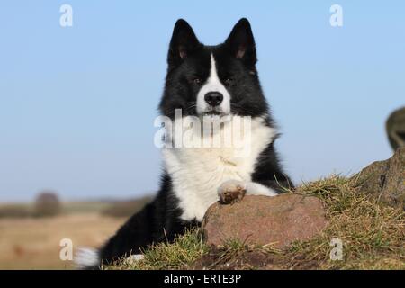 Giacente Karelian Bear Dog Foto Stock