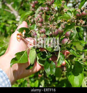 Titley, Herefordshire, UK Giugno 2015. Meli inondata di sole in relazione Titley, Herefordshire già segni di un paraurti frutto raccolto a venire più tardi nell'anno. Foto Stock