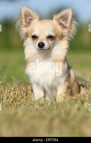 Udienza longhaired Chihuahua Foto Stock