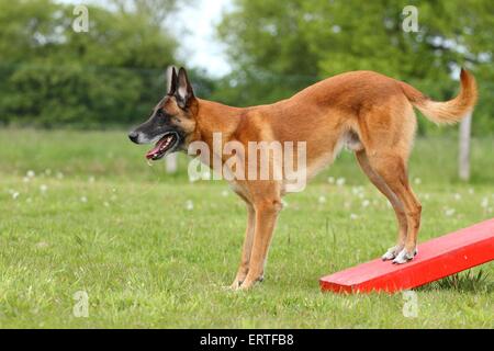 Malinois Foto Stock