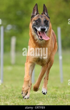 Esecuzione di Malinois Foto Stock