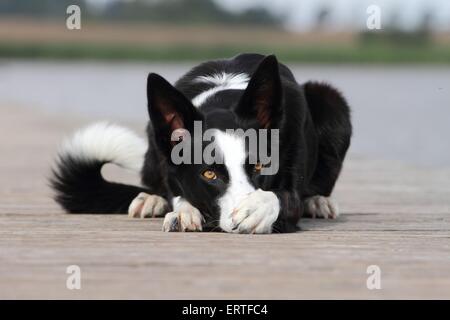 Giacente Border Collie Foto Stock