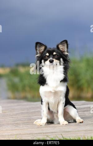 Udienza longhaired Chihuahua Foto Stock